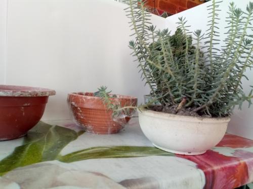 Горшки для цветов из цемента. Как делать цементные горшки