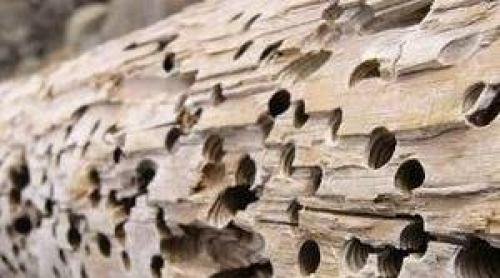 Как долго продерживается краска на оцилиндрованном бревне. Чем покрасить оцилиндрованное бревно снаружи и изнутри