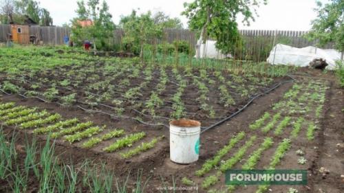 Капельный полив для теплицы своими руками из шланга. Капельный полив: капельницы, спринклеры, микроразбрызгиватели