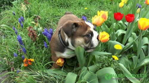 Садовый декор своими руками: 10 простых идей для украшения вашего сада 11 Садовый декор своими руками: 10 простых идей для украшения вашего сада 11