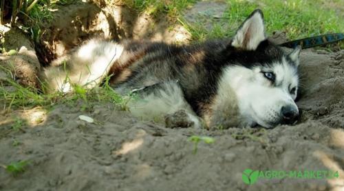 Садовый декор своими руками: 10 простых идей для украшения вашего сада 13 Садовый декор своими руками: 10 простых идей для украшения вашего сада 13