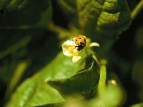 Как сделать свой сад красивым и уютным: 15 полезных советов 09 Как сделать свой сад красивым и уютным: 15 полезных советов 09