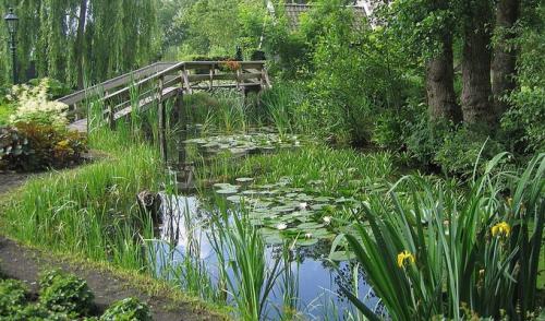 Как выбрать место для пруда на даче, учитывая освещенность и водоснабжение. Где выбрать место на участке, чтобы сделать пруд