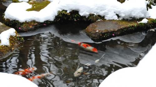 Как подготовить пруд к зиме, чтобы рыба не погибла. Плюсы и минусы разных способов зимовки рыбы