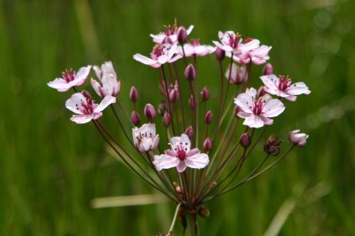 Как сделать недорогой водоём своими руками: пошаговая инструкция 07 Как сделать недорогой водоём своими руками: пошаговая инструкция 07