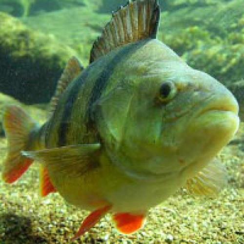 Какие виды рыб и раков лучше всего подходят для содержания в небольшом пруду. Какую рыбу лучше выбрать для пруда?