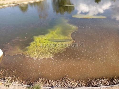 Как предотвратить зарастание пруда и появление лишайников. Водоросли