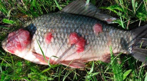 Как создать свой искусственный пруд с рыбой и раками на даче 05 Как создать свой искусственный пруд с рыбой и раками на даче 05