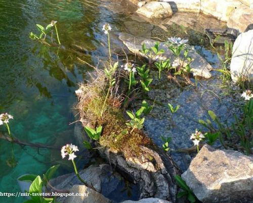 Какие советы по оформлению берегов пруда существуют. Как оформить берега пруда для купания: правильный цвет пленки - это основа