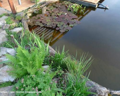 Какие советы по оформлению берегов пруда существуют. Как оформить берега пруда для купания: правильный цвет пленки - это основа