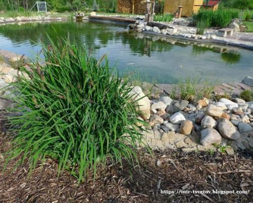 Какие советы по оформлению берегов пруда существуют. Как оформить берега пруда для купания: правильный цвет пленки - это основа