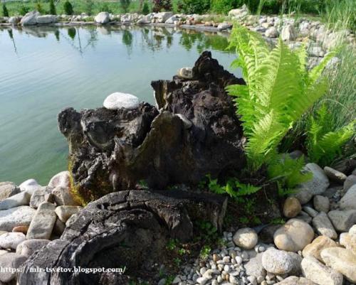 Какие советы по оформлению берегов пруда существуют. Как оформить берега пруда для купания: правильный цвет пленки - это основа