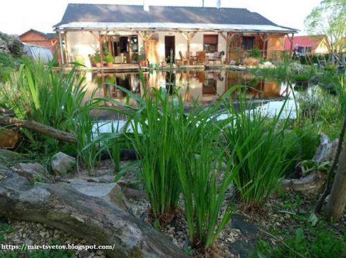 Какие советы по оформлению берегов пруда существуют. Как оформить берега пруда для купания: правильный цвет пленки - это основа