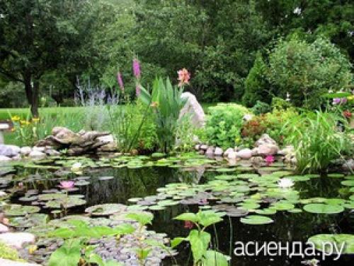 Как бороться с вредителями и избежать загрязнения пруда на даче. Уход за прудом летом. Борьба с цветением