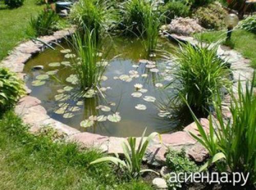 Как бороться с вредителями и избежать загрязнения пруда на даче. Уход за прудом летом. Борьба с цветением