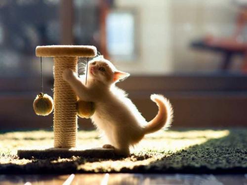 Заготовки для когтеточки. Как сделать когтеточку своими руками из подручных материалов: примеры создания домика для кошки