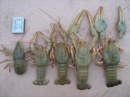 Пруд на дачном участке. Пруд на даче —, как спроектировать, построить и украсить пруд для сада и дачного участка 21 Пруд на дачном участке. Пруд на даче —, как спроектировать, построить и украсить пруд для сада и дачного участка 21