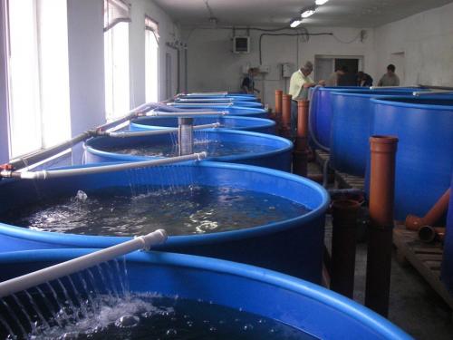 Пруд на дачном участке. Пруд на даче —, как спроектировать, построить и украсить пруд для сада и дачного участка 20 Пруд на дачном участке. Пруд на даче —, как спроектировать, построить и украсить пруд для сада и дачного участка 20