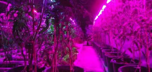 Энергосберегающая светодиодная лампа для растений. Фитолампы — светодиодные лампы для растений