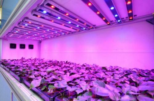 Энергосберегающая светодиодная лампа для растений. Фитолампы — светодиодные лампы для растений