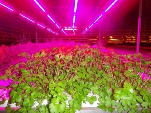 Энергосберегающая светодиодная лампа для растений. Фитолампы — светодиодные лампы для растений