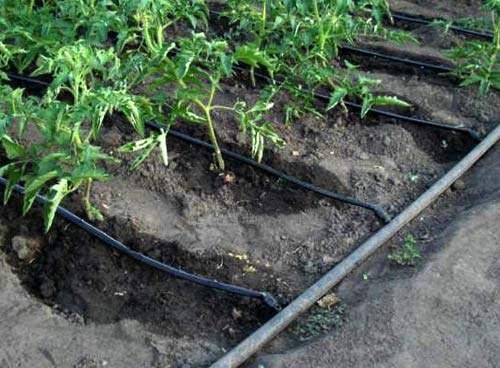 Автополив своими руками на даче в теплице. Автополив в теплице: состав системы и виды автополива