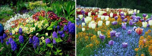 Многолетние цветы для дачи