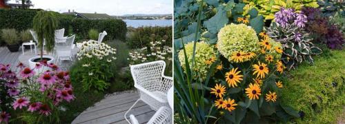 Многолетние цветы для дачи