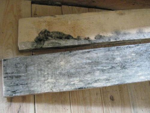 Как удалить плесень с деревянной поверхности в домашних условиях. Причины появления плесени на деревянных поверхностях