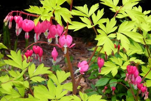 Названия многолетних цветов для сада. 50 самых неприхотливых цветов для дачи: многолетники и однолетние для ленивых и работяг