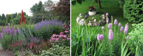 Многолетники зимующие в открытом грунте каталог. Многолетние цветы для дачи