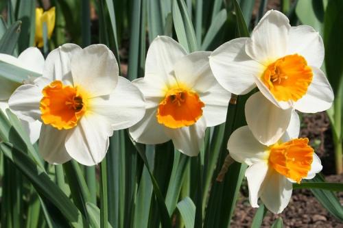 Названия многолетних цветов для сада. 50 самых неприхотливых цветов для дачи: многолетники и однолетние для ленивых и работяг