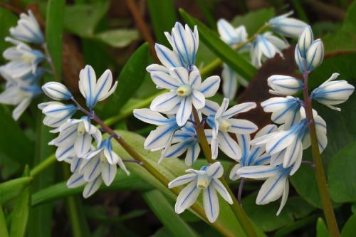 Названия многолетних цветов для сада. 50 самых неприхотливых цветов для дачи: многолетники и однолетние для ленивых и работяг