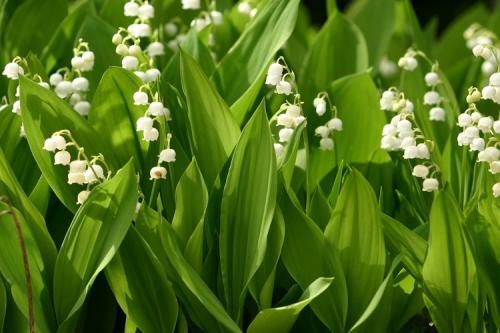 Названия многолетних цветов для сада. 50 самых неприхотливых цветов для дачи: многолетники и однолетние для ленивых и работяг