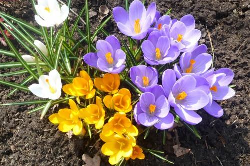 Названия многолетних цветов для сада. 50 самых неприхотливых цветов для дачи: многолетники и однолетние для ленивых и работяг