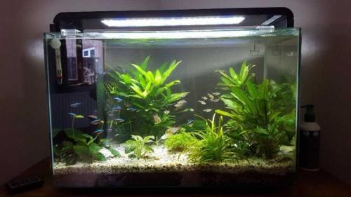 Как красиво оформить аквариум. Оформление аквариума — идеи для создания своими руками. 80 фото вариантов дизайна