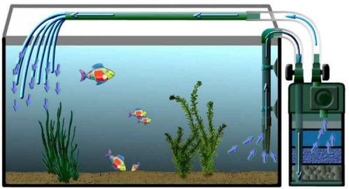 Как правильно поставить фильтр в аквариуме. Как правильно установить фильтр в аквариум