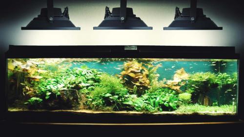 Свет для аквариума с растениями. Выбор ламп для освещения аквариума 13 Свет для аквариума с растениями. Выбор ламп для освещения аквариума 13