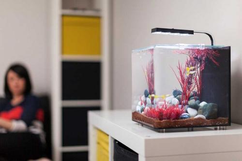 Как красиво оформить аквариум. Оформление аквариума — идеи для создания своими руками. 80 фото вариантов дизайна