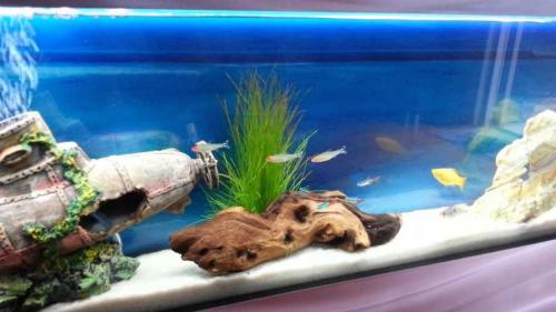 Как красиво оформить аквариум. Оформление аквариума — идеи для создания своими руками. 80 фото вариантов дизайна