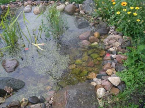 Пруд на садовом участке. Пруд на даче —, как спроектировать, построить и украсить пруд для сада и дачного участка