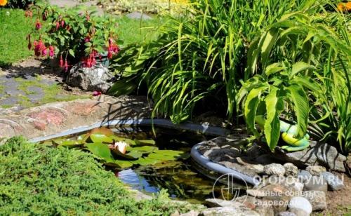 Чем чистить пруд на садовом участке. Как очистить пруд на дачном участке