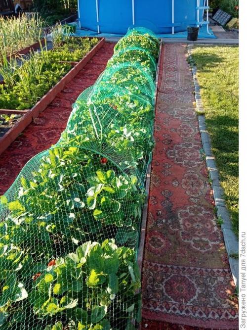 Как установить сетку от птиц на клубнике. Наш секрет использования укрывной сетки от птиц. Рекомендуем!