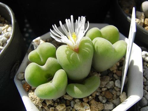 Суккуленты виды. Cуккуленты — фото в интерьере и названия комнатных, кактусов