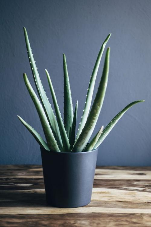 Суккуленты в аквариуме своими руками. – Что нам понадобится для наполнения флорариума? 09