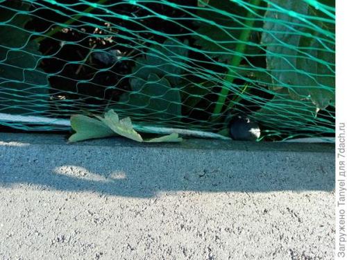 Как установить сетку от птиц на клубнике. Наш секрет использования укрывной сетки от птиц. Рекомендуем!