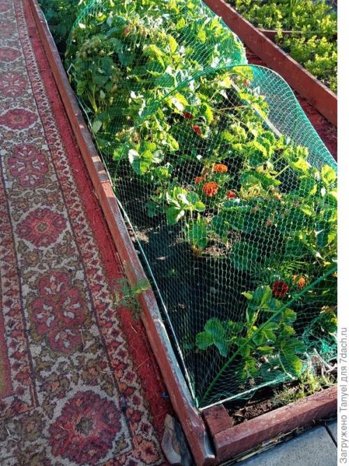 Как установить сетку от птиц на клубнике. Наш секрет использования укрывной сетки от птиц. Рекомендуем!