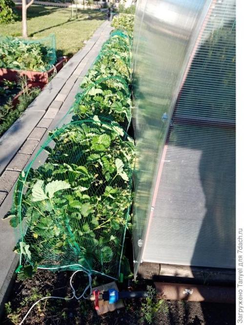 Как установить сетку от птиц на клубнике. Наш секрет использования укрывной сетки от птиц. Рекомендуем!