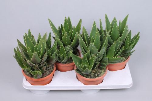 Суккуленты виды. Cуккуленты — фото в интерьере и названия комнатных, кактусов