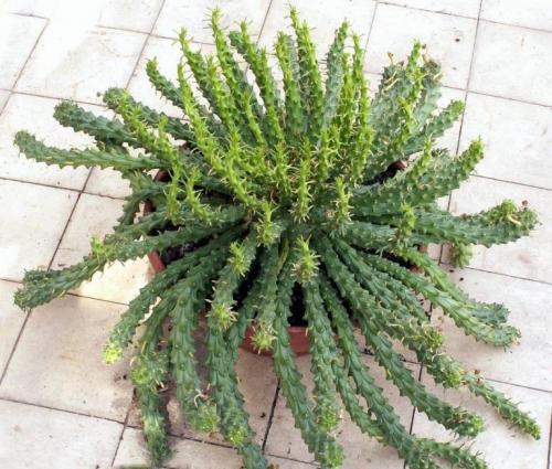 Суккуленты виды. Cуккуленты — фото в интерьере и названия комнатных, кактусов